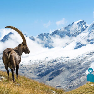 NaturAlp Safari Alpino Weekend