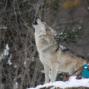 NaturAlp Neve da lupi