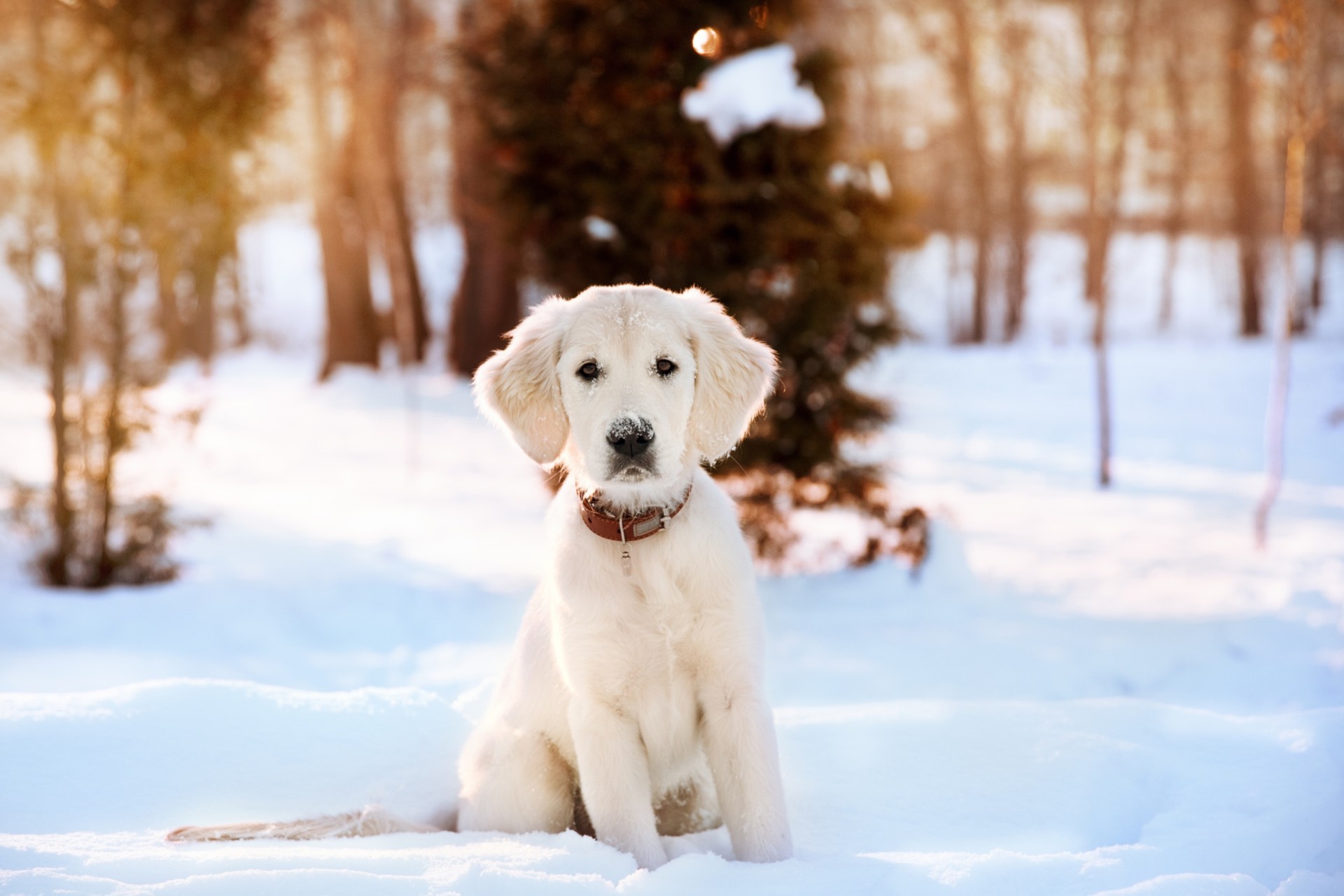 NaturAlp Regalo Bau trek ciaspolata sulla neve con il proprio cane